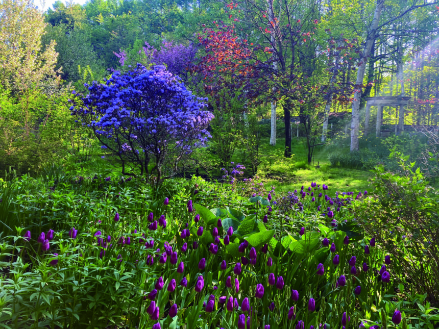 水彩原画バラクライングリッシュガーデン光と影➁ひかりあふれて… 本場イギリスが認めたガーデンデザイナー、ケイ山田による新刊『庭に